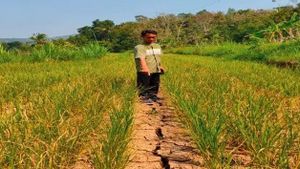 Tanaman Padi Seluas 25 Hektare di Kulon Progo Dapat Dipastikan Gagal Panen