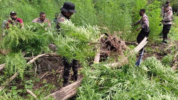 Lush Green Plants In Mountain Area Surrounding Seulawah Aceh Besar, Apparently Plants That ...