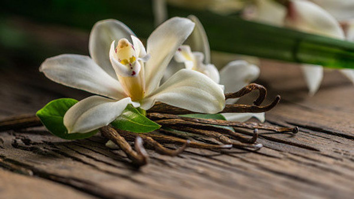 According To Studies, Vanilla Scent Helps Calm And Reduce Anxiety