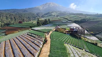 Ironi Indonesia sebagai Negara Agraris, Sektor Pertanian Tak Dilirik Generasi Z