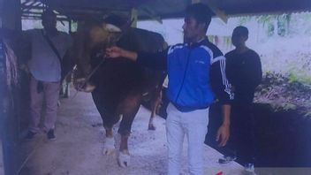 Provincial Government Selection Of Superior Cows For President Jokowi's Sacrifice In West Sumatra