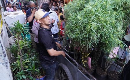 Polisi Sita 16 Pot Berisi 40 Tanaman Ganja yang Ditanam di Atas Genteng Rumah