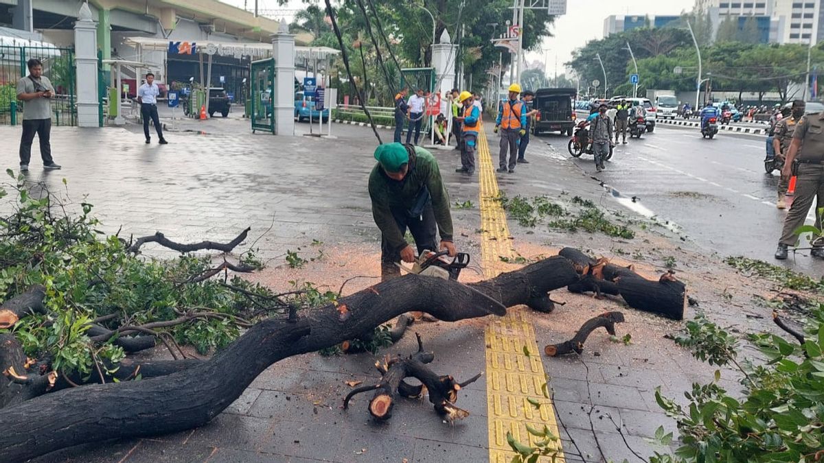 Innova Hitam Ringsek Tertimpa Pohon Tumbang di Depan Stasiun Gambir