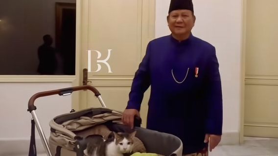 Emmené au palais, le prix du contrôleur Bobby Kertanegara, le chat Prabowo Subianto atteint des dizaines de millions