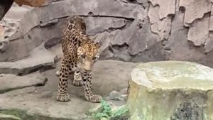 Jaguar Ragunan Dituding Tak Terawat, Pengelola: Tidak Semua yang Kurus Berarti Sakit