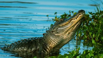 The SAR Team Is Still Trying To Find Mother Who Was Attacked By A Crocodile Last Wednesday