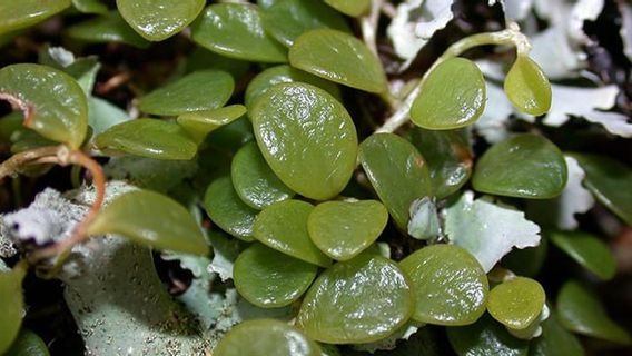 Comment traiter les feuilles de siquette de Nagas pour certaines maladies