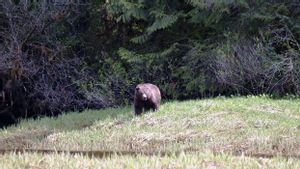 Mayat Wanita di Dekat Taman Nasional Yellowstone Diduga Korban Serangan Beruang Cokelat