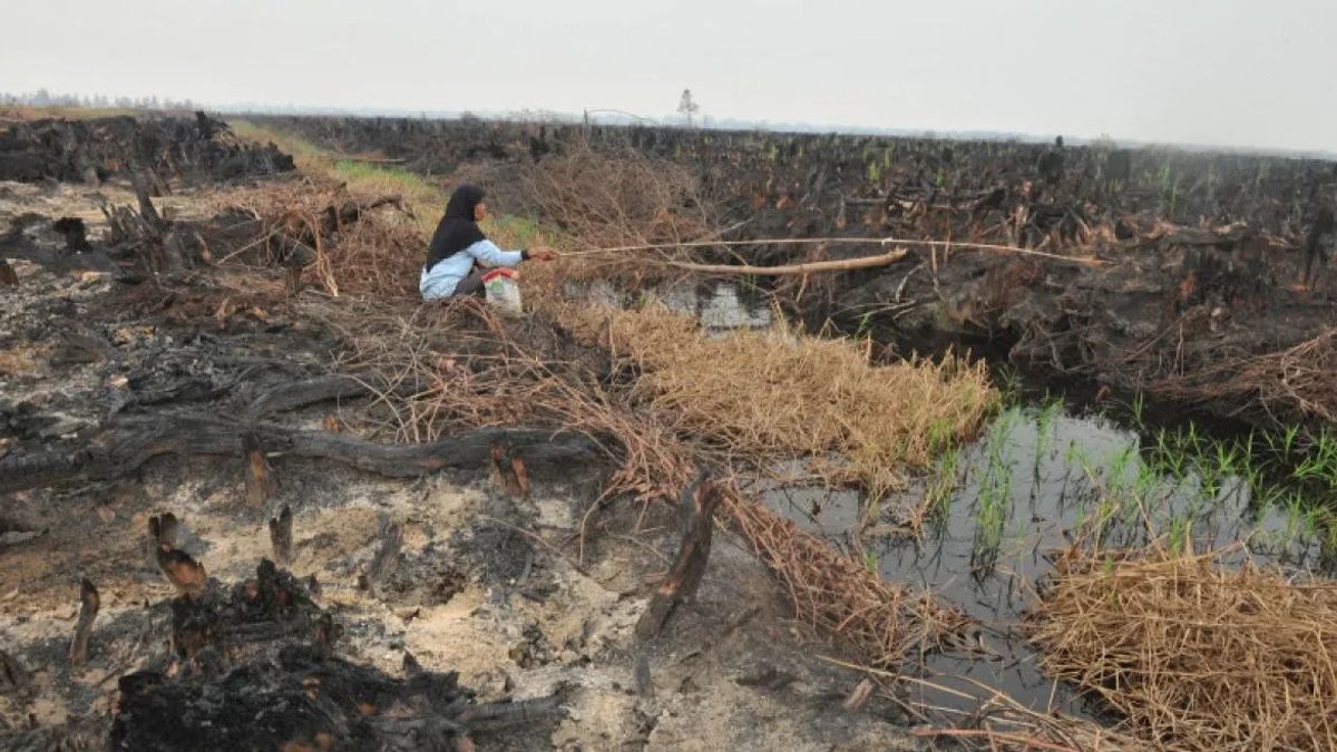 The Government Of Peat Restoration Area 209,977 Hectares In Riau