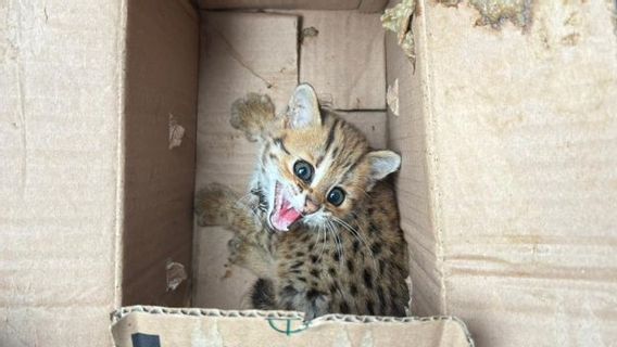 保護された動物はバッグに詰められ、ケムトゥットはマゲランで加害者を逮捕