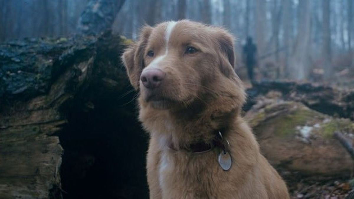 Film <i>Good Boy</i>, POV Horor dari Anjing Karya Ben Leonberg