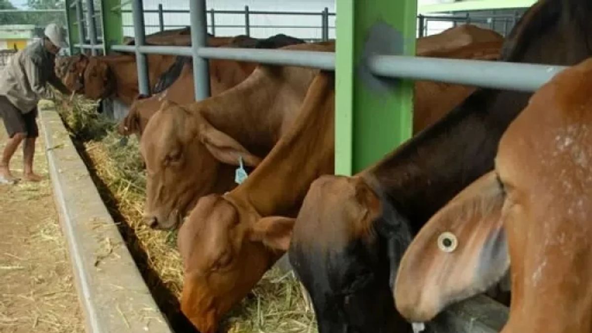 カルティムグリーンゾーンPMK、一人当たり1,000万ルピアの牛の交換は優先事項ではありません