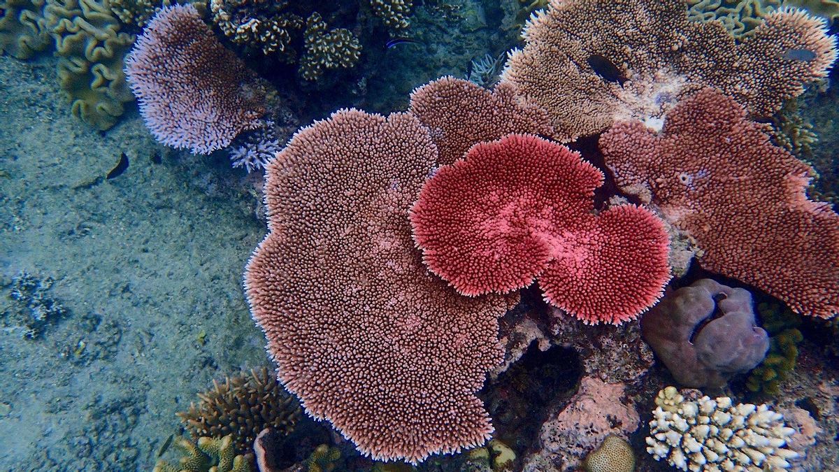 澳大利亚科学家开发模型以发现最容易漂白的软珊瑚
