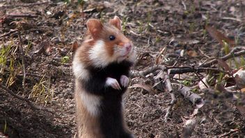 Le Hamster Positif à La COVID-19 Augmente: Hong Kong Donne La Priorité Au Contrôle Des épidémies Et Au Record Quotidien D’infection Depuis La Pandémie