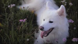 SpareRoom Buat Sesi Meditasi Menggunakan Video Anjing