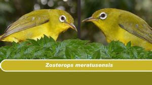 Ada Dua Spesies Burung Baru yang Ditemukan di Kalimantan