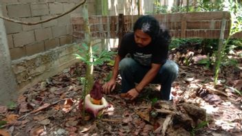 Bunga Bangkai Mekar di Hutan Arboretum Sylva Universitas Tanjungpura Kalbar