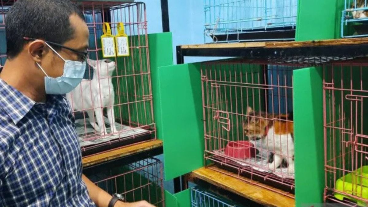 好消息，雅加达南部居民从政府获得免费的猫咪绝育服务