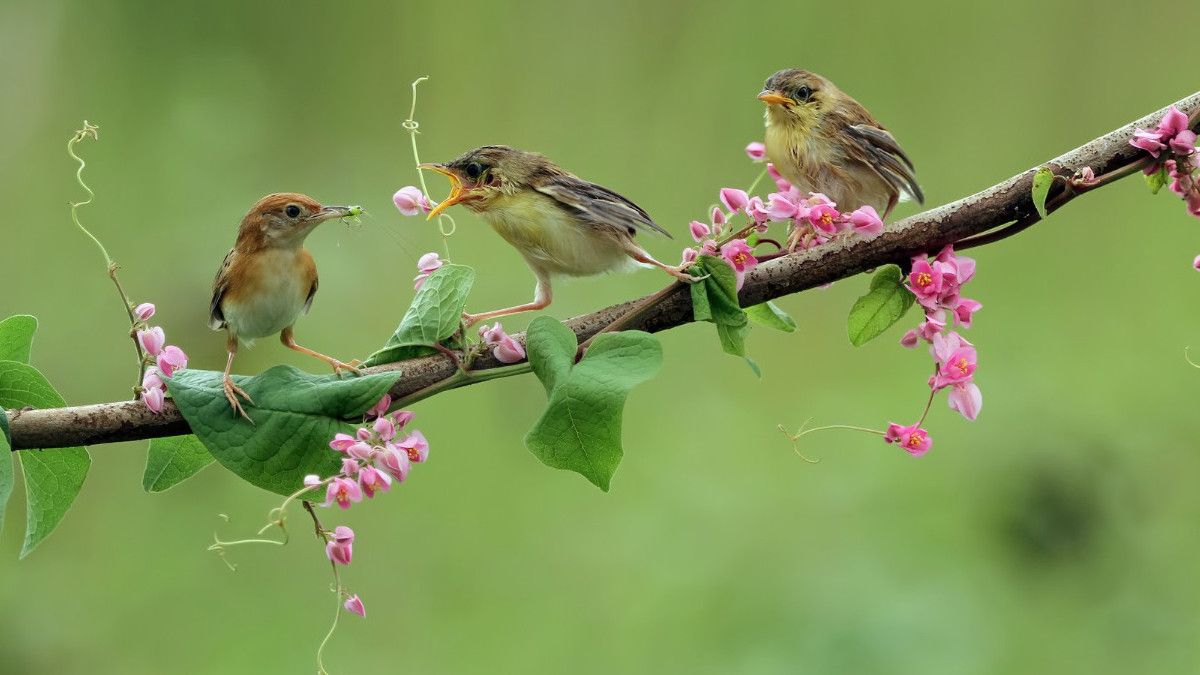Mengenal <i>Birdwatching</i>, Aktivitas Mengamati Burung yang Bermanfaat untuk Kesehatan mental