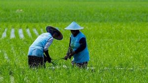 FAO sebut Indonesia Berpotensi jadi Pemimpin Produksi Pangan Dunia