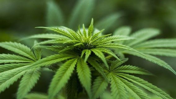 10 Januari dalam Sejarah: Uruguay Legalkan Ganja 