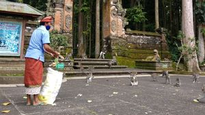 PPKM Darurat Bali: Obyek Wisata Sangeh Sepi, Ratusan Monyet Terancam Kelaparan