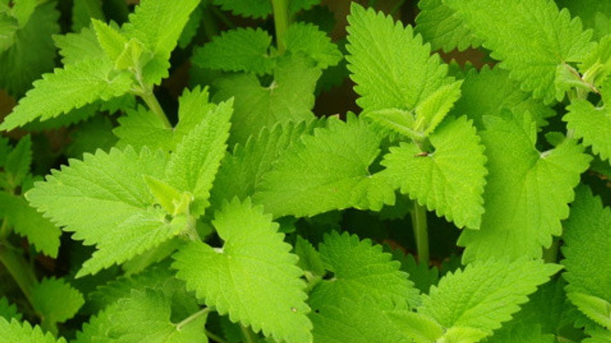 Turns Out To Be Edible, Recognize 5 Benefits Of Catnip Plants