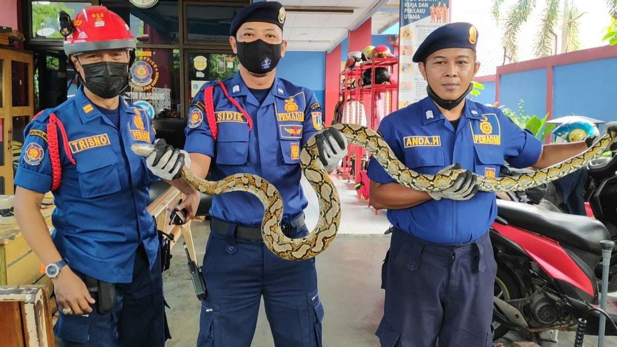 Deux Pythons Arrêtés Par Des Policiers Dans Deux Endroits Distincts