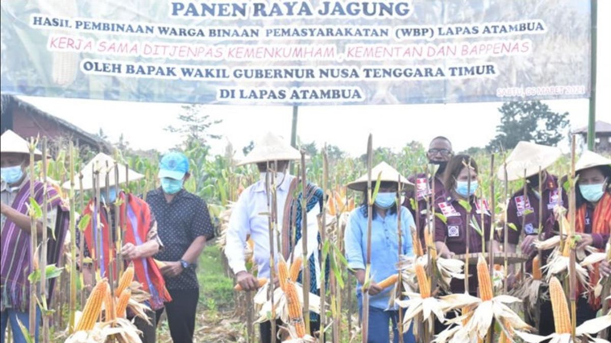 East Nusa Tenggara's Signature Food: Starting From The Folklore And Ending With Corn Farming