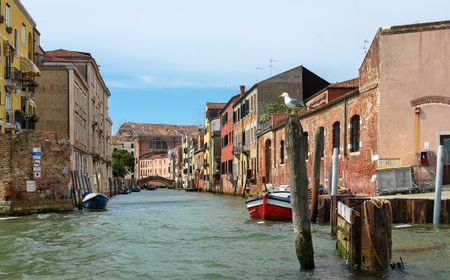 Usir Burung Camar yang 'Agresif', Wisatawan di Venesia Dibekali Pistol Air