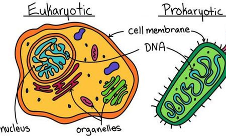 Perbedaan Sel Prokariotik dan Eukariotik: Berikut Penjelasan Beserta Struktur dan Fungsi