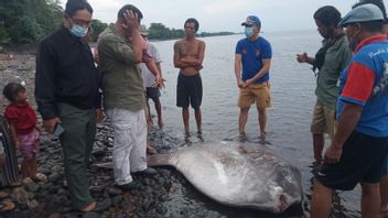 Ikan Langka Mola-mola Terdampar di Pantai Penarukan Buleleng Bali