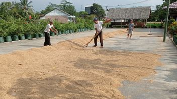 الحبوب الجافة لا تمتص بيروم بولوغ، المزارعون في ليباك بانتن صرخة لأن الأسعار لا تزال تتراجع
