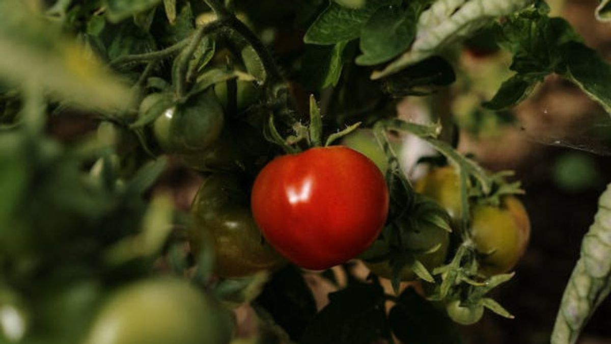 Tomato Plant Leaves Curling? Know the 5 Causes