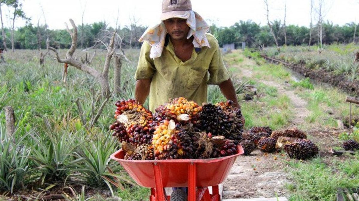 Good News For Oil Palm Farmers In Jambi, FFB Prices Increase Rp446 Per Kilogram