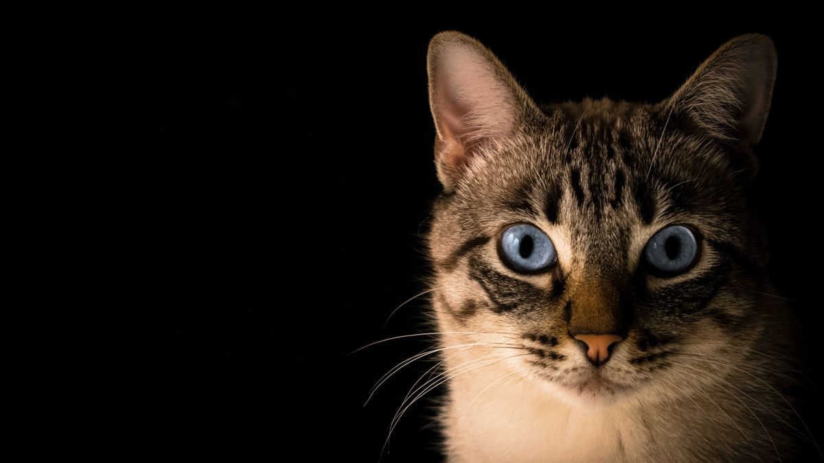Viral Oknum Brimob Lempar Kucing ke Parit, Polri: Dilarang Agama dan Hukum