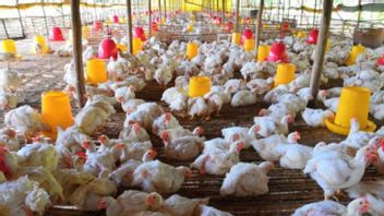 These Are 4 Problems In The Poultry Industry In The Country