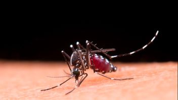 inanya, de la fièvre aiguë à la chronique hépatique