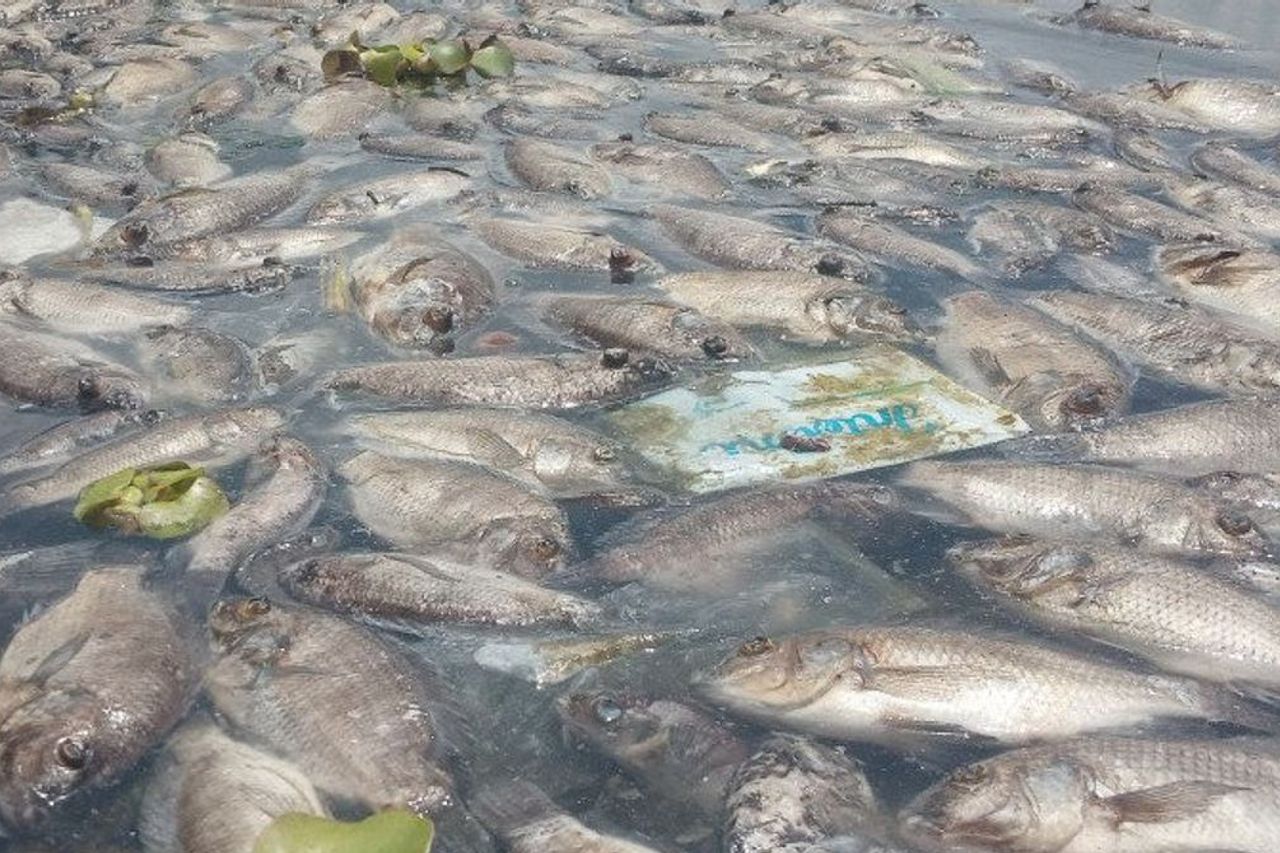 西スマトラ州マニンジャウ湖での死んだ魚の損失は、IDR 352億8000万に達します