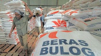 Bulog Absorbs 800,000 Tons Of Farmer's Rice Until The First Semester Of 2024