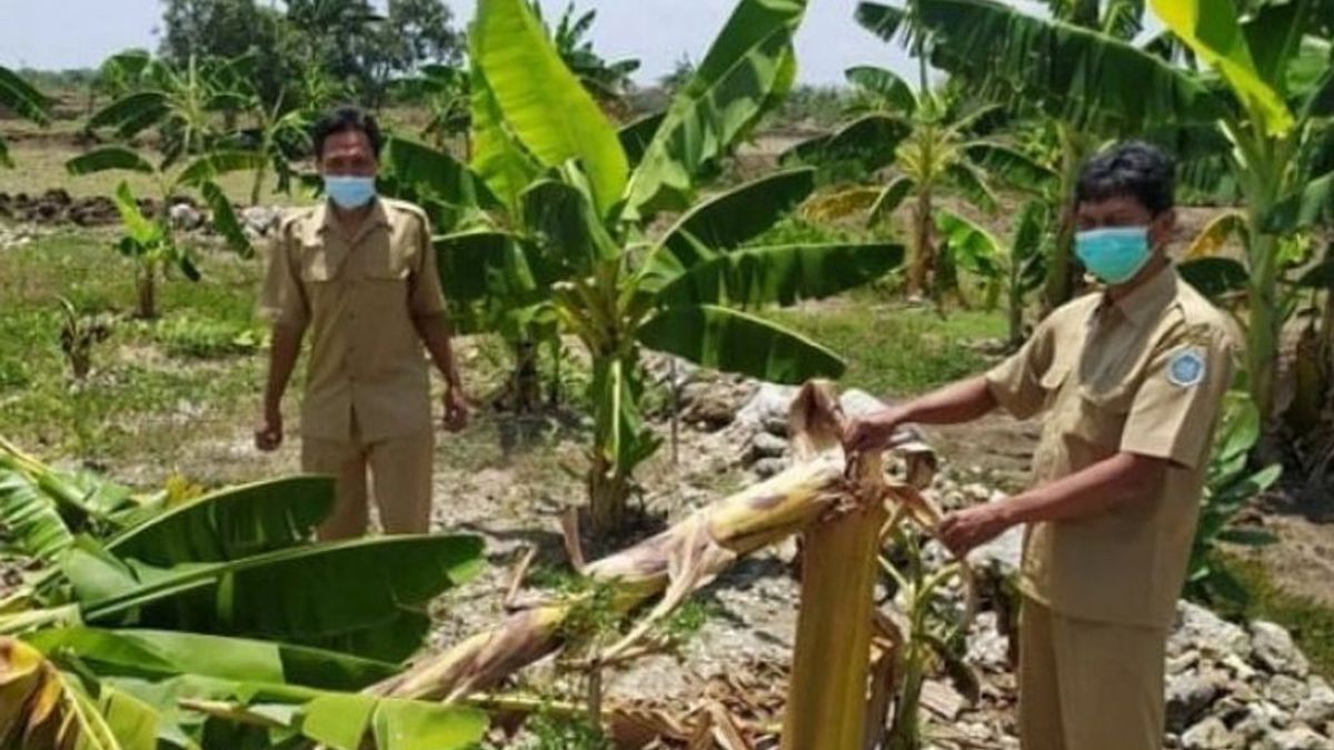 9 Pelajar SMP di Lamongan Robohkan 50 Pohon Pisang Siap Panen Gara-gara 'Salam dari Binjai'