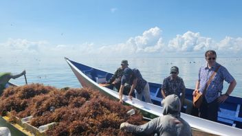世界銀行チーム ヌヌカンの海藻の可能性を見直す