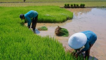 الزيادة وندرة الأرز المتأثر بعد بعد فترة الحصاد في جمهورية إندونيسيا
