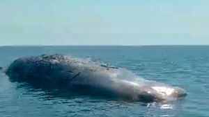 Bangkai Paus Sepanjang 20 Meter Mengambang di Perairan Situbondo