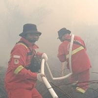 Saat Manggala Agni Padamkan Karhutla di Riau, Tiba-tiba Muncul Harimau Sumatera di Lokasi Kebakaran