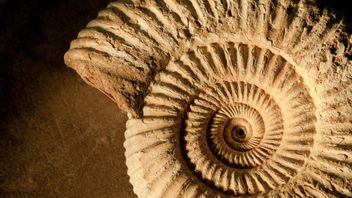 What is the Difference between Fossils and Artifacts? This is the Explanation According to Historical Science