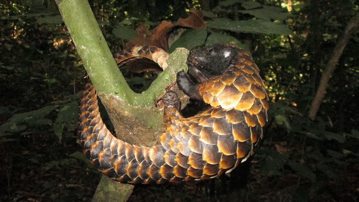 Threatened With Extinction: Pangolins Are Hunted For Food, Their Scales Are Selling Well