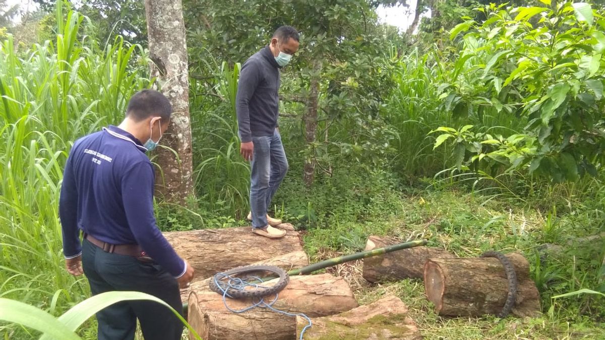 Tebang Pohon Sonokeling di Hutan Buleleng, Pria di Bali Ditangkap