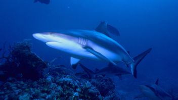 经常被贴上反社会的标签， 灰礁鲨鱼也可以成为朋友