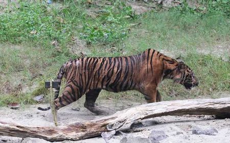 Analisis DNA Pecahkan Misteri Sampel Rambut Harimau di Sukabumi